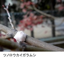 詳細写真1: 石灰硫黄合剤【18L】業務用（虫、病）【有機JAS適合資材】園芸病害虫防除剤｜冬場の殺菌殺虫防除に最適