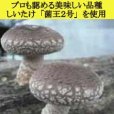 オガ菌完熟ホダ木-ホダキングしいたけ「おいしい品種 菌王2号使用」