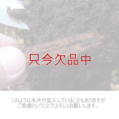 欧州産 無調整ピートモス