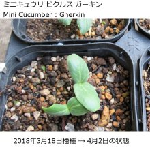 詳細写真2: 【有機種子】ミニキュウリ ピクルス ガーキン【50ml】Mini Cucumber : Gherkin