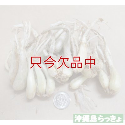 縄 島らっきょ【100g】沖縄健康野菜（栽培用種球