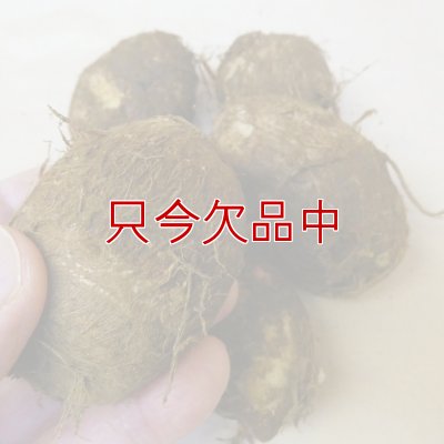 【種芋】タネ里芋（サトイモ）「土垂れ（どだれ）」【500g】