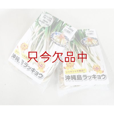 縄 島らっきょ【100g】沖縄健康野菜（栽培用種球