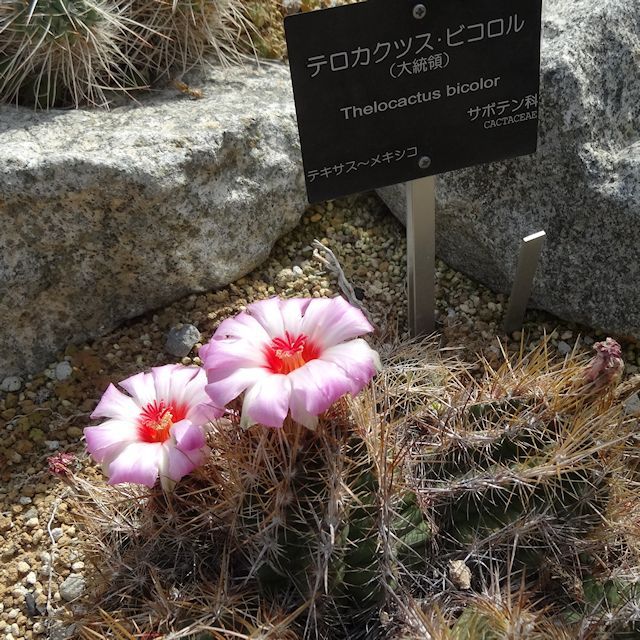 サボテン・多肉植物の土《高品質》【約5L】｜専用用土｜園芸用土｜たまごや商店