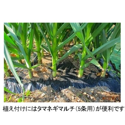 画像3: [完売・次期は2025年3月に予約開始します][長野県産]マイルドエックス｜種子用大蒜｜臭いの残らない国産ニンニク【100g】