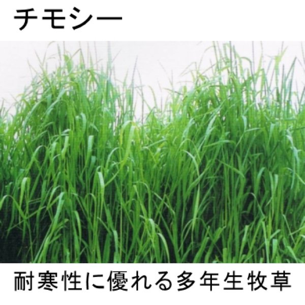 品薄]【牧草種子】チモシー｜キリタップ（中生種）【1kg】耐寒性に