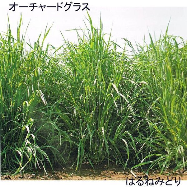 牧草種子】オーチャードグラス｜はるねみどり（早生種）【1kg】越冬性あり早春草勢優れる嗜好性の高い人気の多年生牧草｜PVP登録品種｜カネコ種苗製｜ オーチャードグラス｜【タネ】飼料・牧草用｜たまごや商店