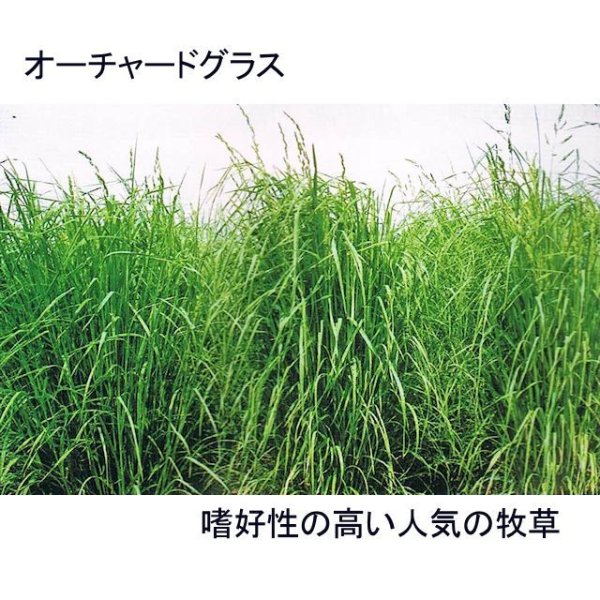 牧草種子】オーチャードグラスのタネ【100g】嗜好性の高い人気の多年生牧草 【送料無料】【時間指定不可】｜オーチャードグラス｜【タネ】飼料・牧草 用｜たまごや商店