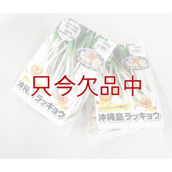 縄 島らっきょ【100g】沖縄健康野菜（栽培用種球