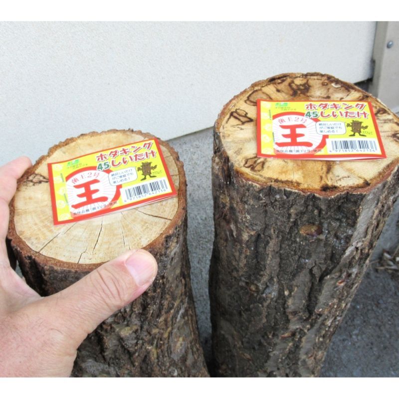 オガ菌完熟ホダ木-ホダキングしいたけ「おいしい品種 菌王2号使用-栽培説明書付」【日祭日の配送および時間指定不可】｜しいたけ 菌｜苗・球根・種イモ類｜たまごや商店